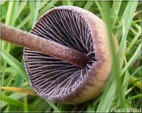 Panaeolus rickenii, photo 2 sur 2
