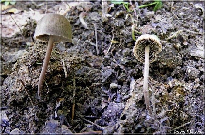 Panéole réticulé (Panaeolus retirugis), photo 1 sur 2