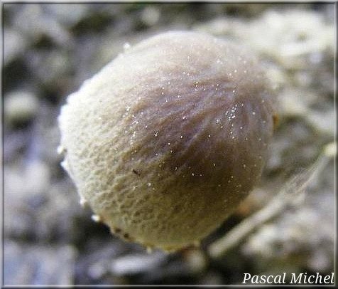 Panéole réticulé (Panaeolus retirugis), photo 2 sur 2