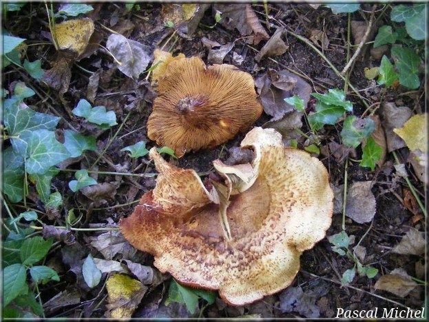 Paxille des aulnes (Paxillus rubicundulus)