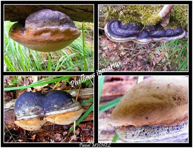 Polypore faux-amadouvier (Phellinus igniarius)