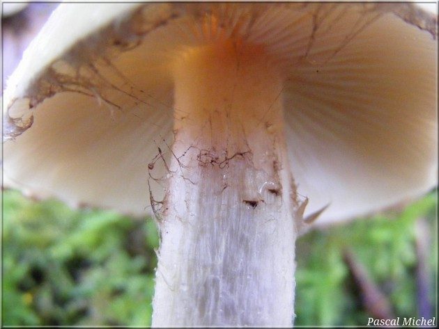 Flammule glutineuse (Pholiota lenta), photo 2 sur 3