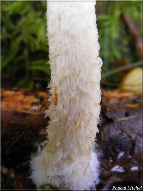 Flammule glutineuse (Pholiota lenta), photo 3 sur 3