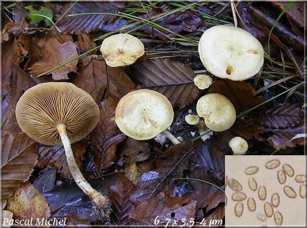 Pholiote gommeuse (Pholiota gummosa)