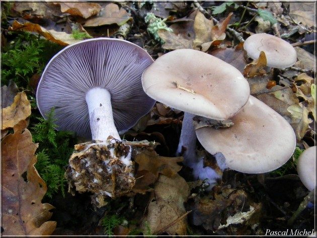 Pied-bleu (Lepista nuda)
