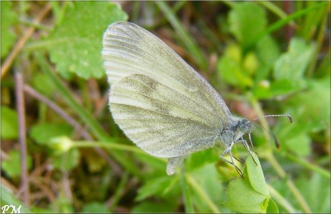 Leptidea du, photo 2 sur 2