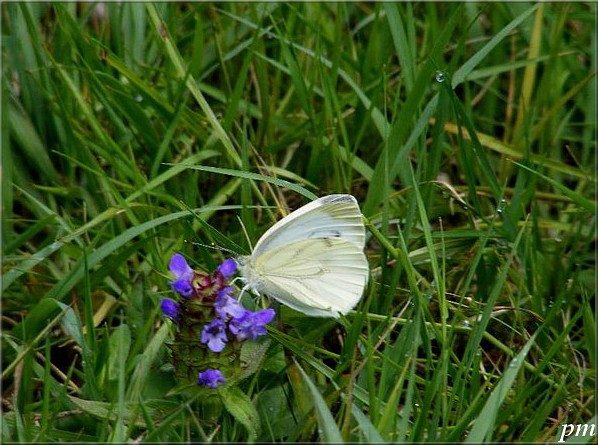 Piéride du Chou (Pieris brassicae), photo 1 sur 3