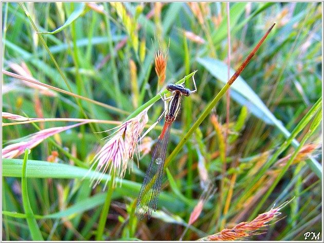 Agrion orangé (Platycnemis acutipennis), photo 2 sur 4