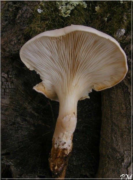 Pleurote voilé (Pleurotus dryinus), photo 2 sur 3