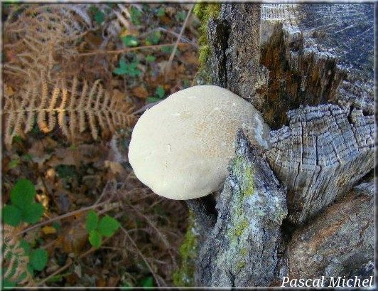 Pleurote voilé (Pleurotus dryinus), photo 1 sur 3