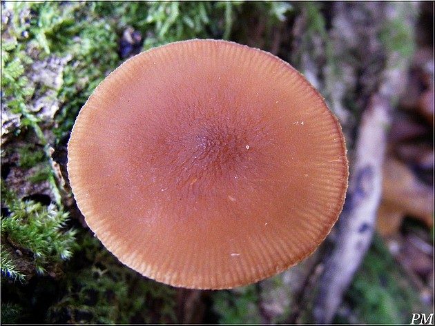 Plutée veiné (Pluteus phlebophorus), photo 2 sur 3