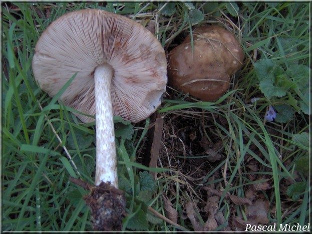Plutée couleur de cerf (Pluteus cervinus), photo 1 sur 3