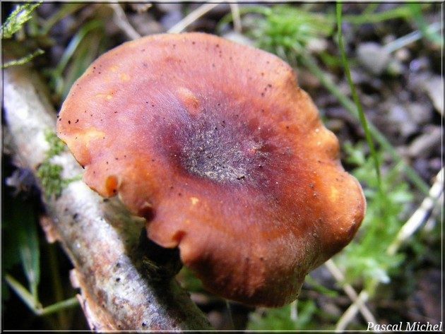 Picipes badius, photo 1 sur 2