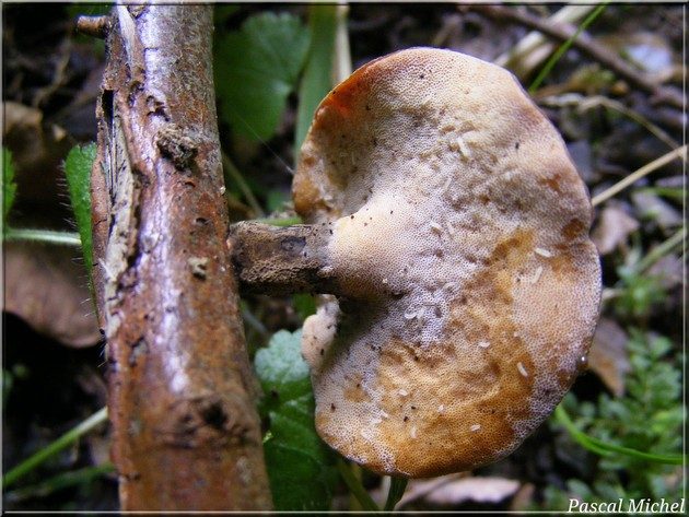 Picipes badius, photo 2 sur 2