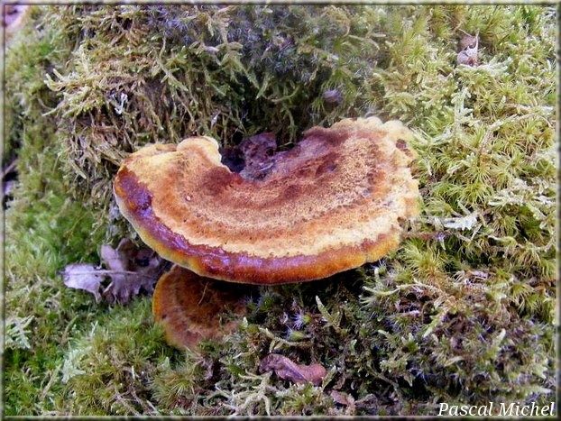 Polypore des teinturiers (Phaeolus schweinitzii), photo 1 sur 2