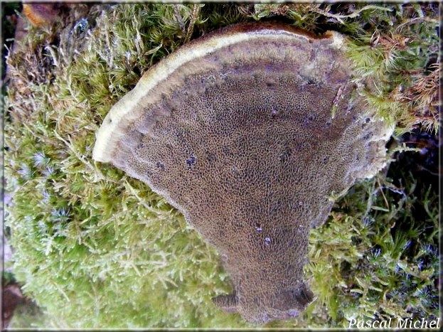 Polypore des teinturiers (Phaeolus schweinitzii), photo 2 sur 2