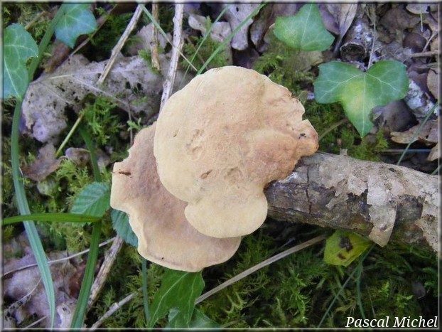 Polypore rutilant (Hapalopilus nidulans), photo 1 sur 2