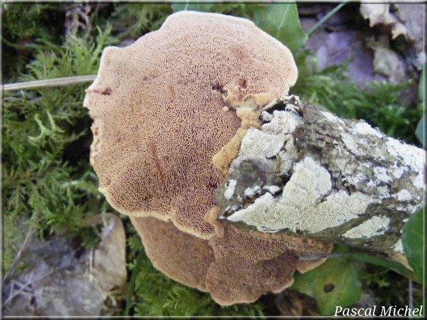 Polypore rutilant (Hapalopilus nidulans), photo 2 sur 2