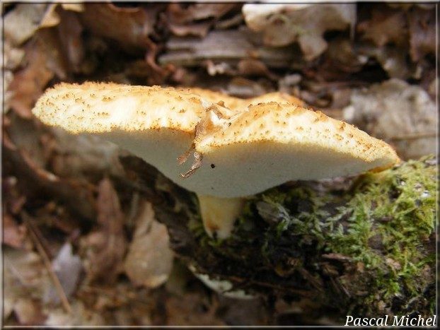 Polyporus tuberaster