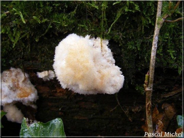 Synonyme (Oligoporus ptychogaster)