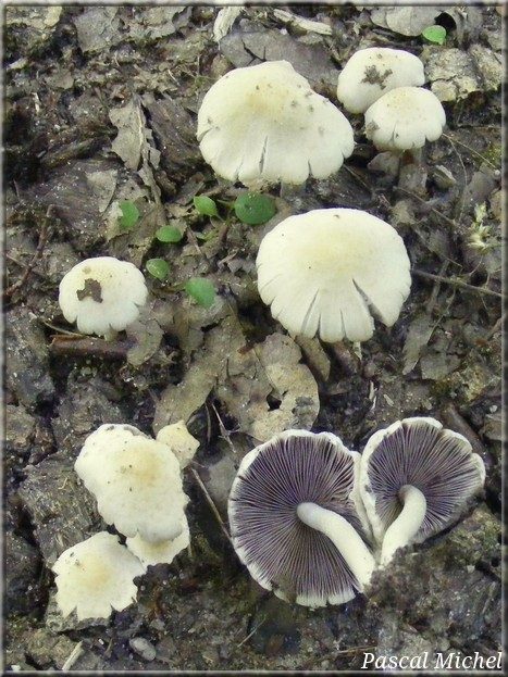 Psathyrelle de De Candolle (Psathyrella candolleana)