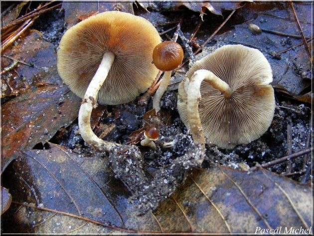 Psathyrella laevissima, photo 1 sur 4