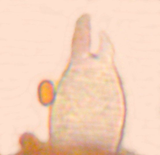 Psathyrella laevissima, photo 4 sur 4
