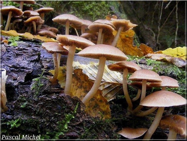 Psathyrelle hydrophile (Psathyrella piluliformis)