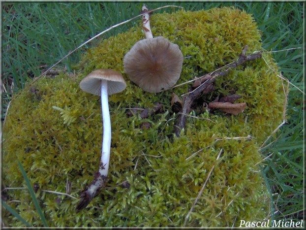 Psathyrelle grisâtre (Psathyrella spadiceogrisea)