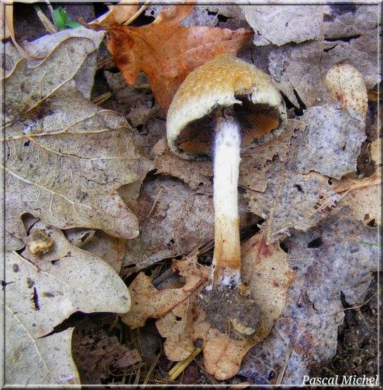 Lacrymaria lacrymabunda, photo 1 sur 2