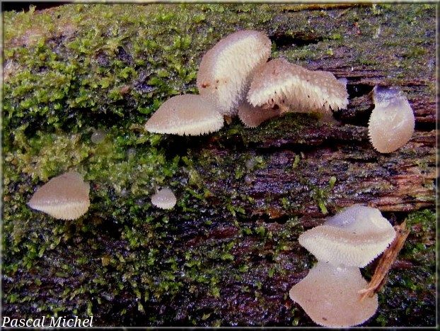 Faux-hydne gélatineux (Pseudohydnum gelatinosum), photo 2 sur 2