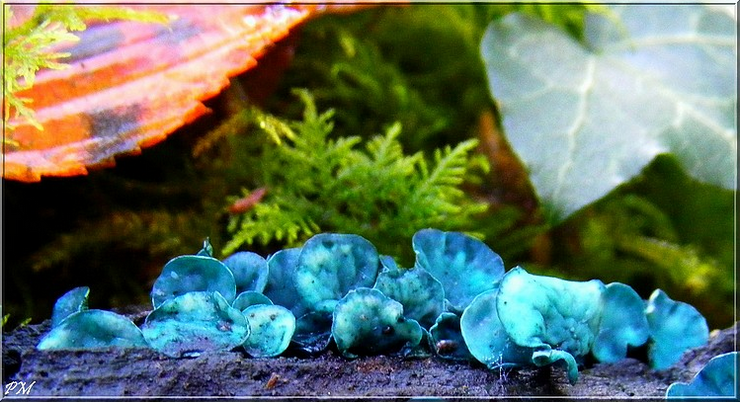 Pézize turquoise (Chlorociboria aeruginascens), photo 1 sur 2