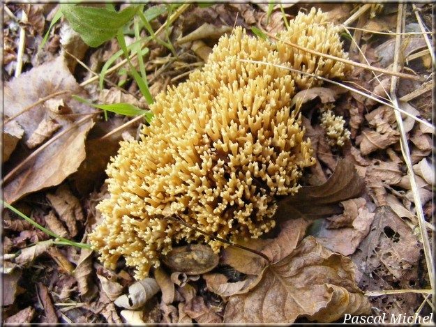 Ramaire droite (Ramaria stricta), photo 1 sur 2