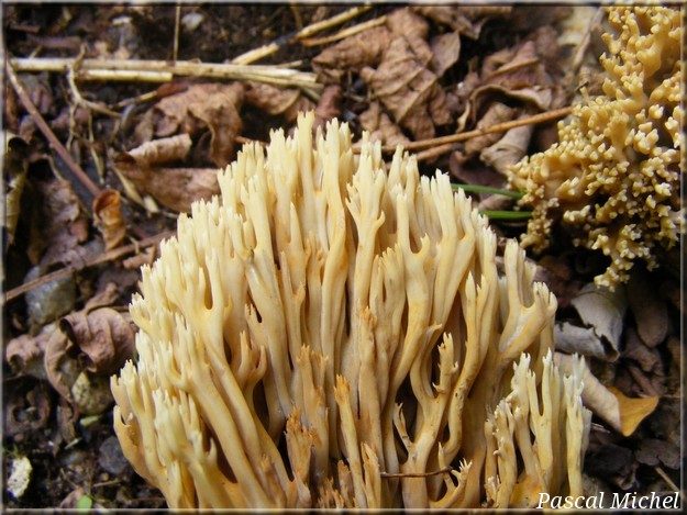 Ramaire droite (Ramaria stricta), photo 2 sur 2