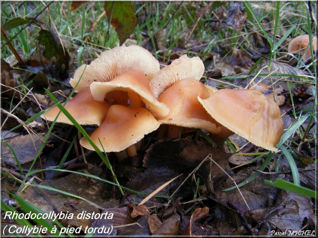 Collybie à pied tordu (Rhodocollybia distorta), photo 1 sur 2