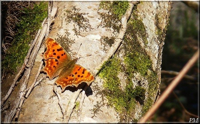 Gamma (Polygonia c-album), photo 1 sur 3