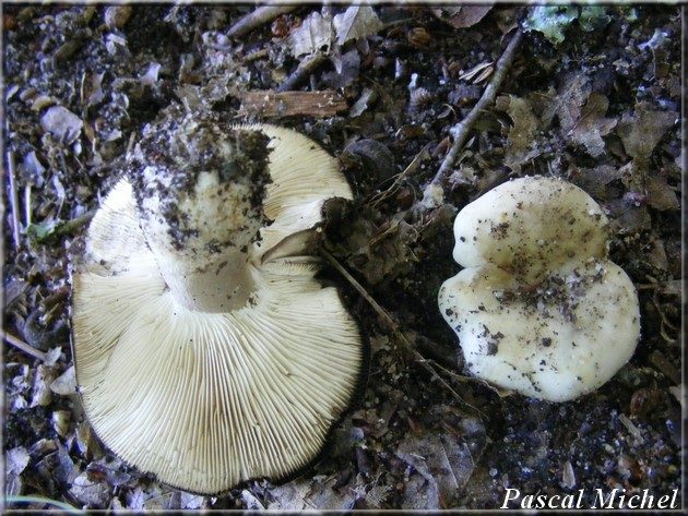 Russule anthracite (Russula anthracina), photo 2 sur 3