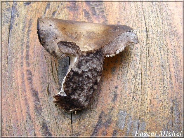 Russule anthracite (Russula anthracina), photo 3 sur 3