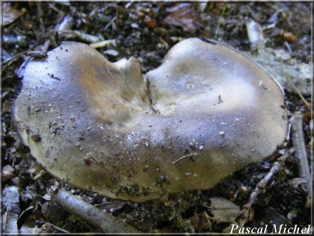 Russule anthracite (Russula anthracina), photo 1 sur 3