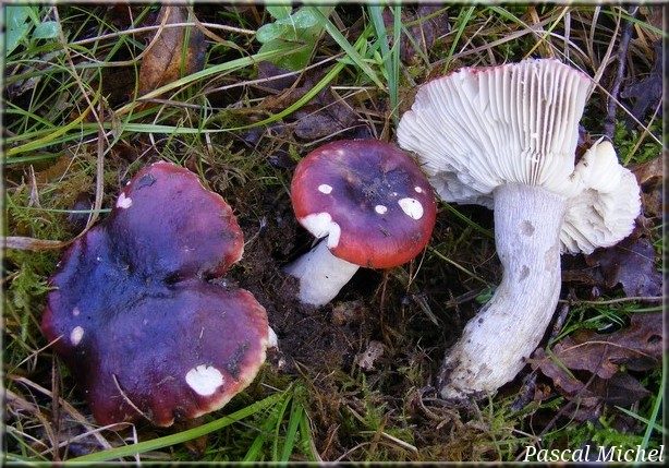 Russule pourpre et noire (Russula atropurpurea)