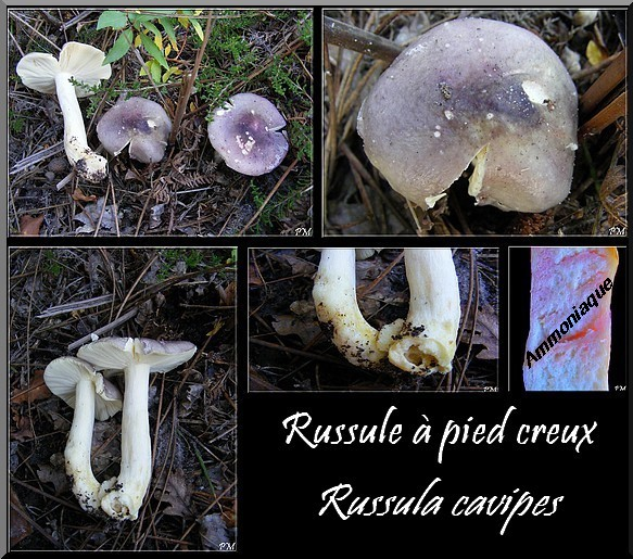 Russule à pied creux (Russula cavipes), photo 2 sur 2