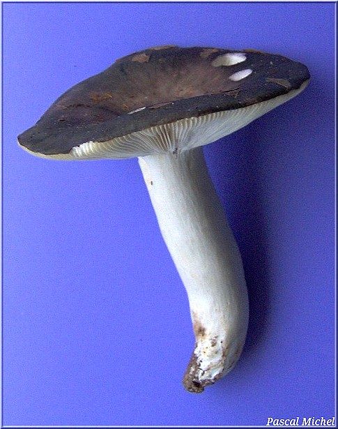 Russule charbonnière (Russula cyanoxantha)