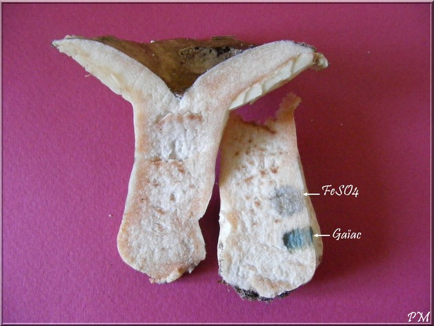 Russula densifolia