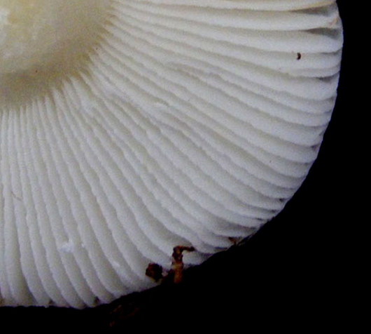 Russule fragile (Russula fragilis), photo 2 sur 2