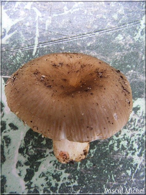 Russule à voile jaune (Russula insignis), photo 1 sur 3
