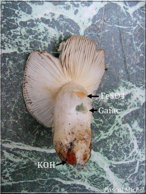 Russule à voile jaune (Russula insignis), photo 3 sur 3