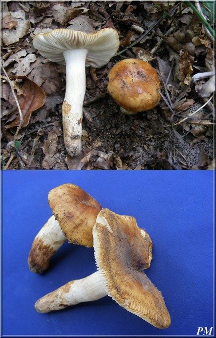 Russule frangipane (Russula laurocerasi)