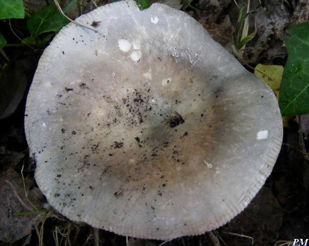 Russule à pied farci (Russula medullata), photo 2 sur 4