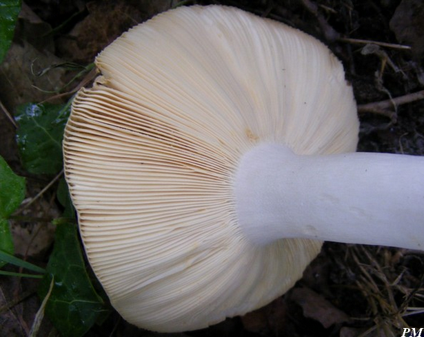 Russule à pied farci (Russula medullata), photo 3 sur 4