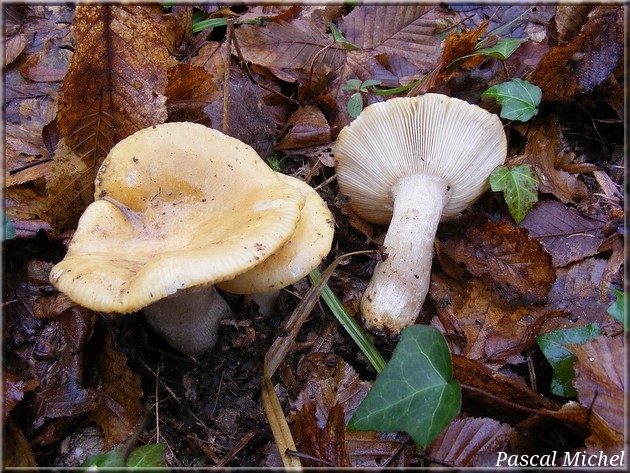 Russule ocre et blanche (Russula ochroleuca)
